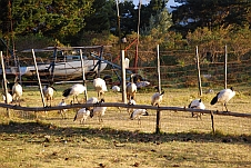Die Ibisse auf der Caravan Farm