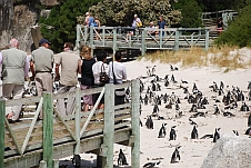 Die Pinguine an der Boulders Beach
