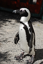 Pinguin, einfach putzig