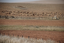 Landwirtschaftsland mit Schafen