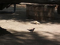Ground Squirrel und Laughing Dove schleichen durchs Camp