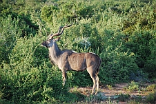 Kapitaler Kudu-Bock