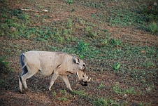 Warzenschwein-Dame