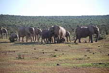 Elefanten in allen Grössen