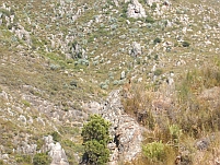 Klipspringer