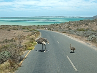 Im West Coast Nationalpark: Strauss mit Jungem und Meeresbucht im Hintergrund