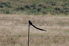 Long-tailed Widowbird (Hahnenschweifwida)