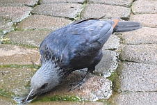 Ein Red-winged Starling (Rotschwingenstar) trinkt aus einer Pfütze
