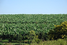 Bananenplantagen bei Tzaneen