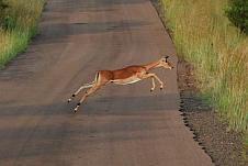 Impala auf dem Sprung