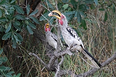 Zwei Yellow-billed Hornbill, einer davon mit einem Stein im Schnabel