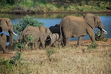 Viele, viele Elefanten kommen zum Girivana Wasserloch