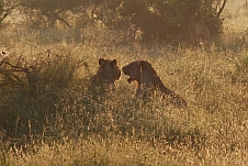 Zwei Löwen im Gras