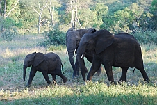 Zwei Elefanten mit einem Kalb