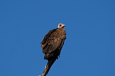 Hooded Vulture (Kappengeier)