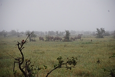 Zebras beim Tihanganyeni Wasserloch