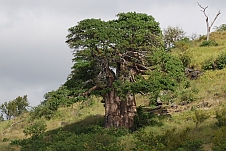 Baobab im Blätterkleid