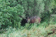 Das Hippo versteckt sich vor Obelix im Busch