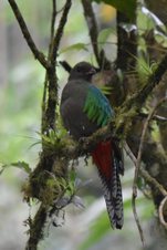 Resplendent Quetzal (Quetzal) (f)