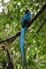 Resplendent Quetzal (Quetzal) (m)