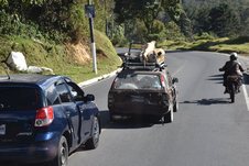 Ein Auto überholt ein Auto, das ein Motorrad vor einer unübersichtlichen Linkskurve überholt