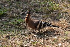 Eurasian Hoopoe (Wiedehopf)