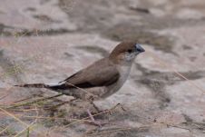 White-throated Munia (Indiensilberschnabel)