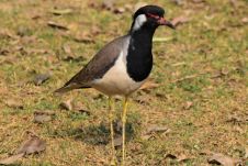 Red-wattled Lapwing (Rotlappenkiebitz)