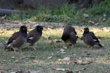 Common Myna (Hirtenmaina)