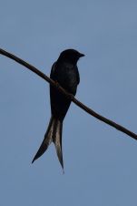 Black Drongo (Königsdrongo)