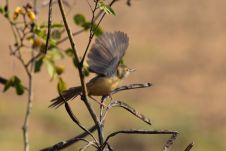 Diese Prinie ist vielleicht eine Dschungelprinie (Jungle Prinia)