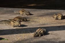 Palmenhörnchen beim Futtern