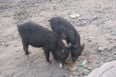 Zwei Ferkel in den Strassen Amritsars