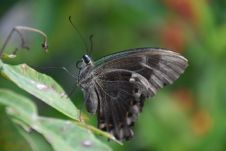 Ist dieser Schmetterling vielleicht ein Papilio Peranthus?