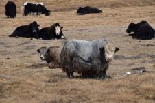 Yaks, das zentralasiatische Bergvieh