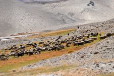 Weidende Schafe kurz vor Khargush