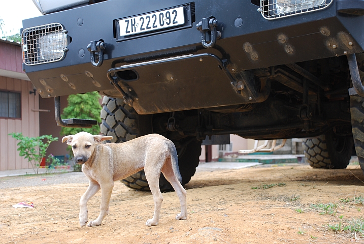 Obelix beschützt kleinen Idefix-Imitator in Ékouk (Gabun)