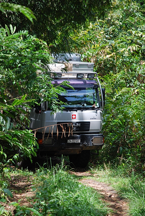 Obelix am Versteckspielen im Léfini-Reservat im Kongo