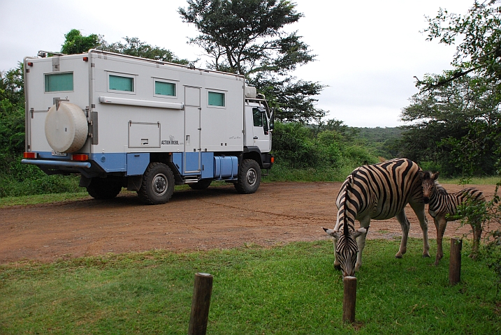 Obelix mit Zebramutter und ihrem Jungen (Hluhluwe N.P., Südafrika)