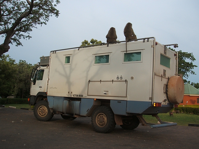 2 Affen sitzen auf Obelix’ Dach-Reelingen (Yankari National Park, Nigeria)