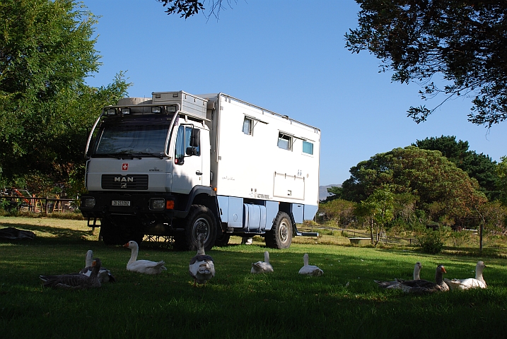 Obelix mit den Gänsen der Chapman’s Peak Farm (Noordhoek, Südafrika)