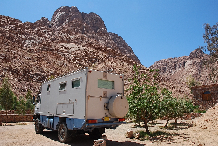 Obelix in einem kleinen, feinen Olivenhain in den ägyptischen Sinaibergen