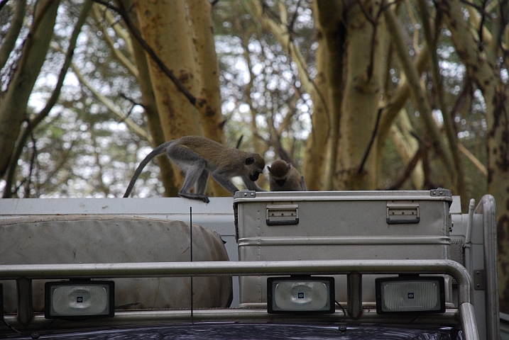 Zwei Meerkatzen spielen auf Obelix’ Dach (Mto wa Mbu, Tansania)