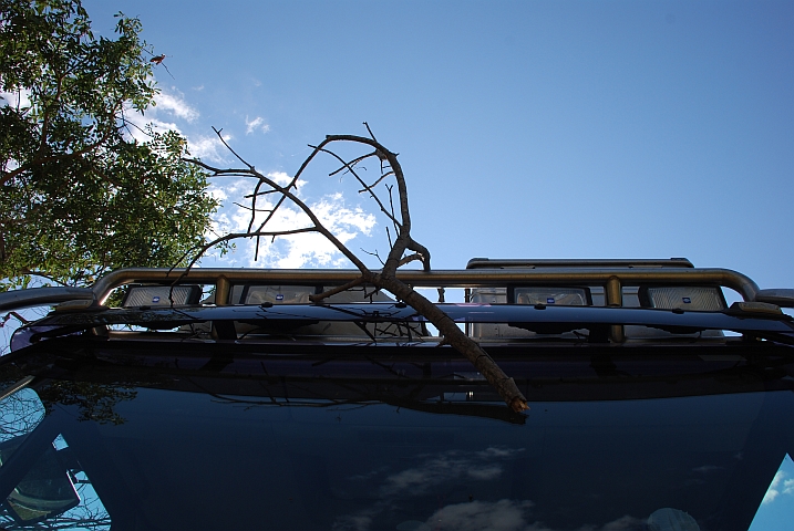 Obelix hat im Chizarira Nationalpark einen Ast aufgeladen (Simbabwe)